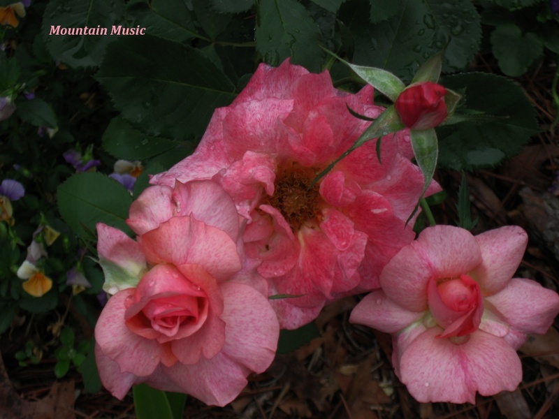 'Mountain Music' rose photo