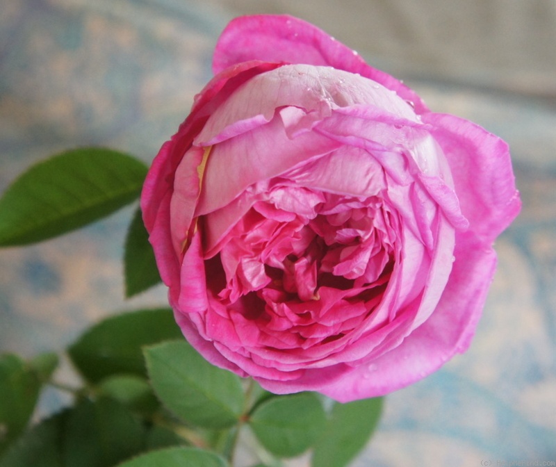 'Coupe d'Hébé (cl. bourbon, Laffay, 1840)' rose photo