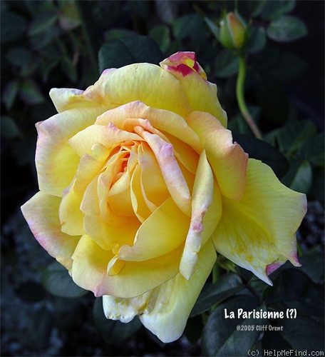 'La Parisienne (hybrid tea, Mallerin, 1935)' rose photo