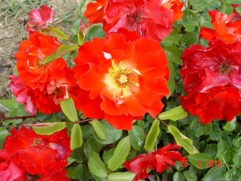 'Caramba (shrub, Evers / Tantau, 2000)' rose photo