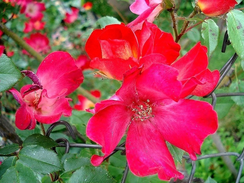 'Cocktail ® (shrub/climber, Meilland, 1957)' rose photo