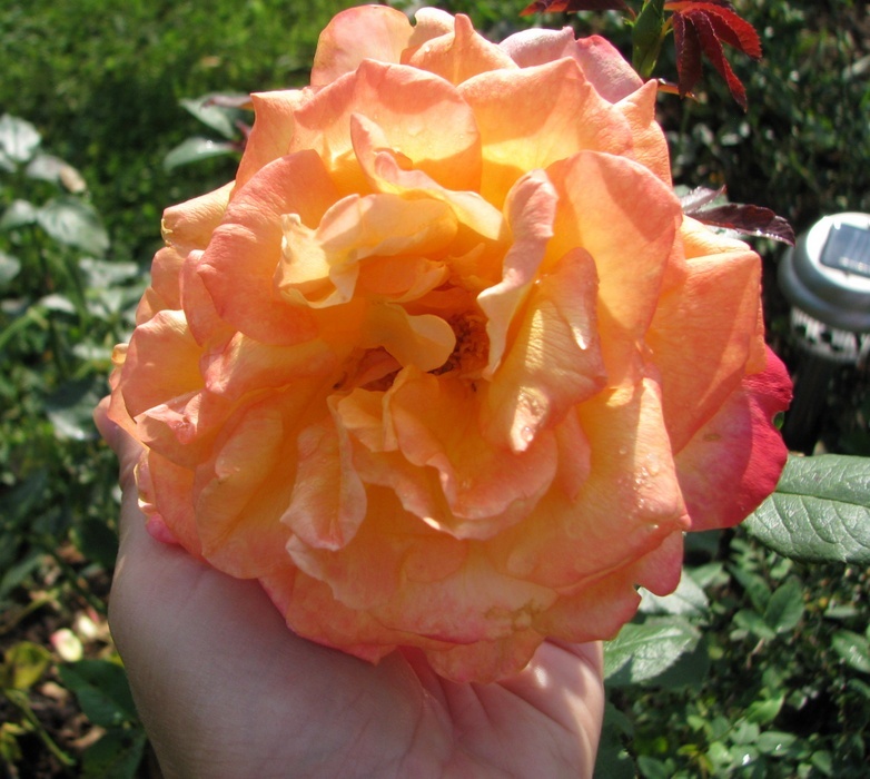 'Adolf Horstmann ®' rose, click to enlarge 'Adolf Horstmann ®' rose photo