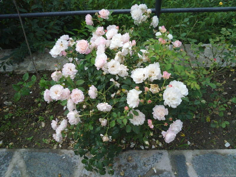 'Gruss an Aachen (Hybrid Tea, Hinner 1909)' rose photo