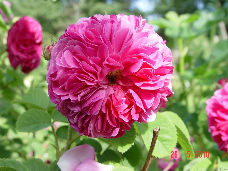 'Duc de Cambridge (damask, Laffay, 1840)' rose photo