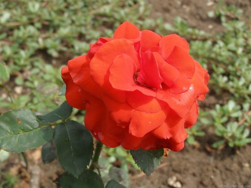 'Blaník' rose photo