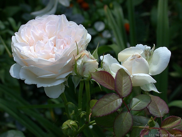 'Sebastian Kneipp ™' rose photo
