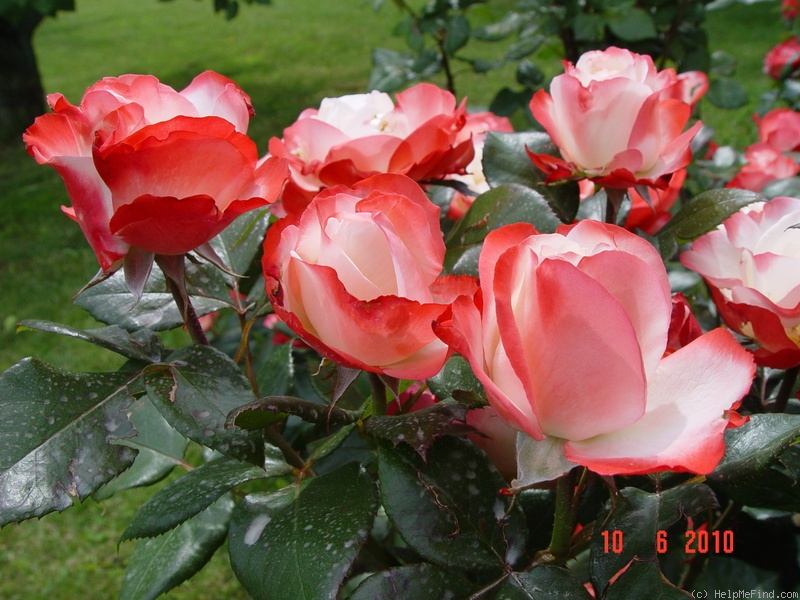 'Nostalgie ®' rose photo