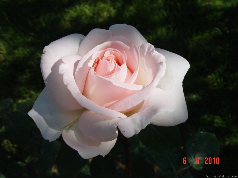 'Schloss Ippenburg' rose photo