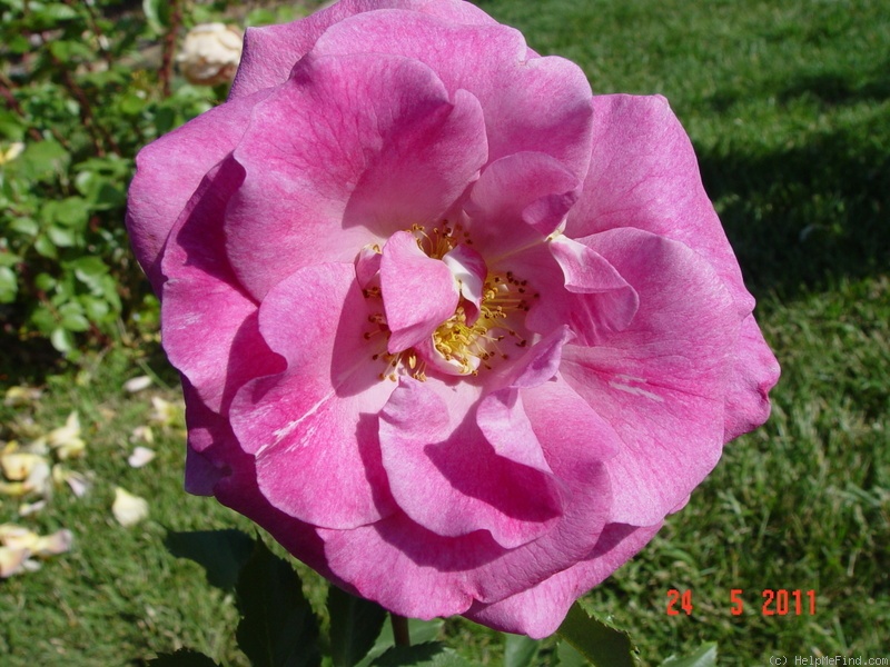 'Violette Parfumée ®' rose photo
