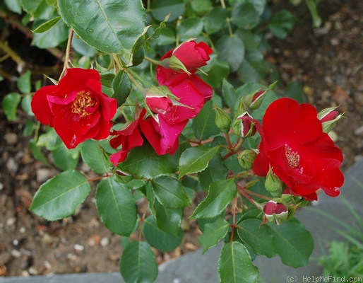 'Cappa Magna ®' rose photo