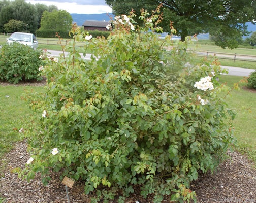 'Smarty ® (shrub, Ilsink 1977)' rose photo