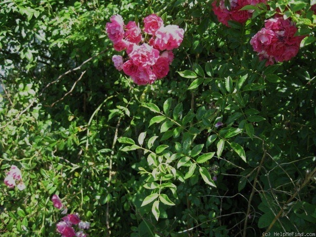 'Sodenia' rose photo