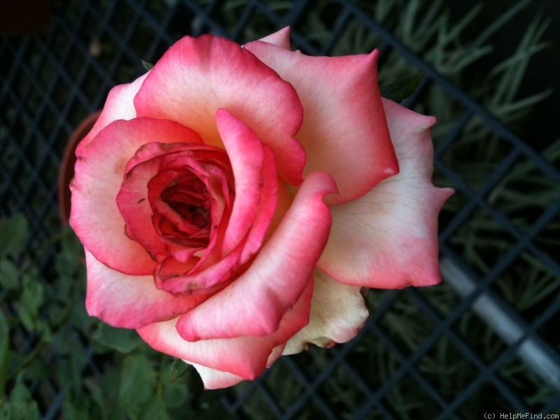 'New Duet' rose photo