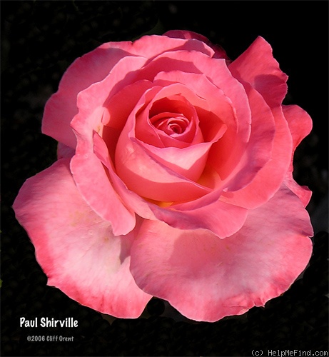 'Paul Shirville' rose photo