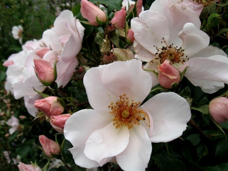 'Petit Papillon' rose photo