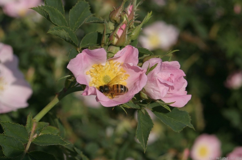 'R. orientalis' rose photo