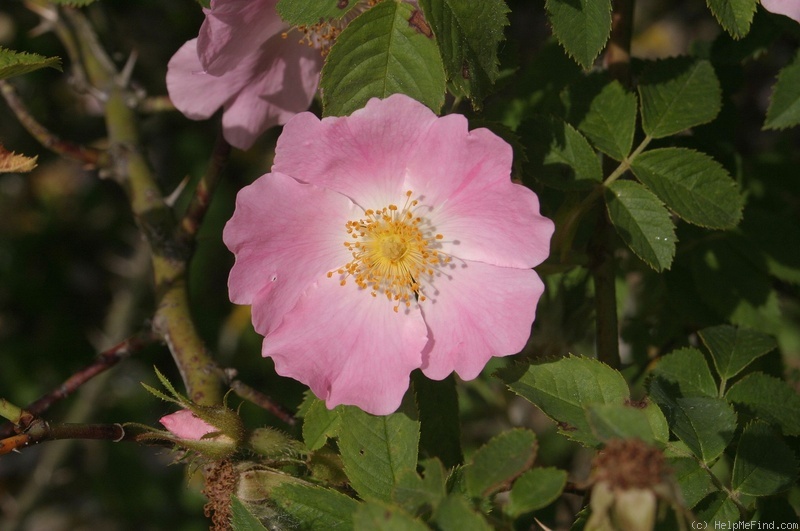 'R. scabriuscula' rose photo