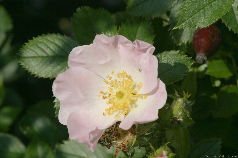 'R. underwoodii Synonym' rose photo