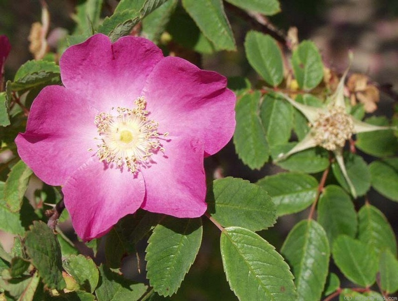 '<i>R. aciphylla</i>' rose photo