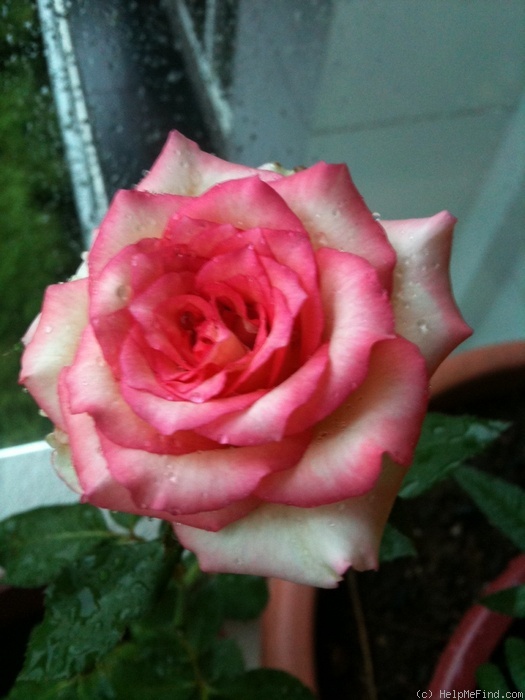 'New Duet' rose photo