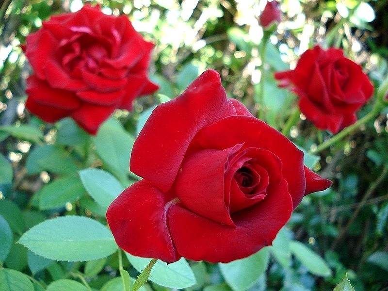 'Niccolo Paganini' rose photo