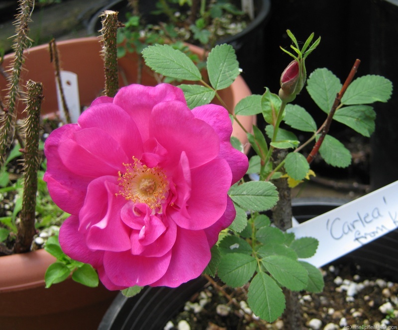 'Carlea' rose photo