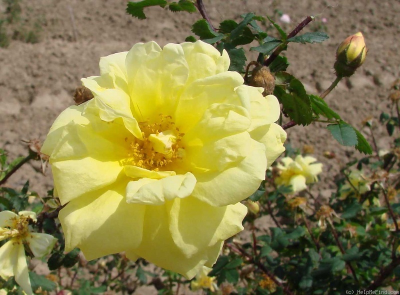 '<i>Rosa xanthina</i> 'Allard'' rose photo
