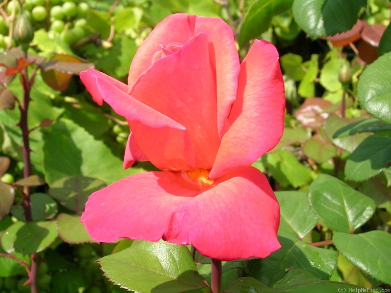 'Christophe Colomb ® (hybrid tea, Meilland, 1992)' rose photo