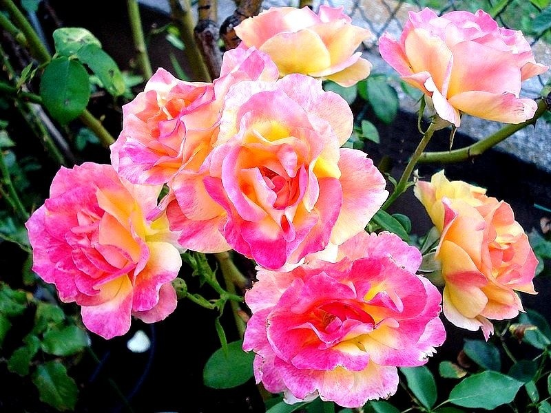 'Christian Lacroix ®' rose photo