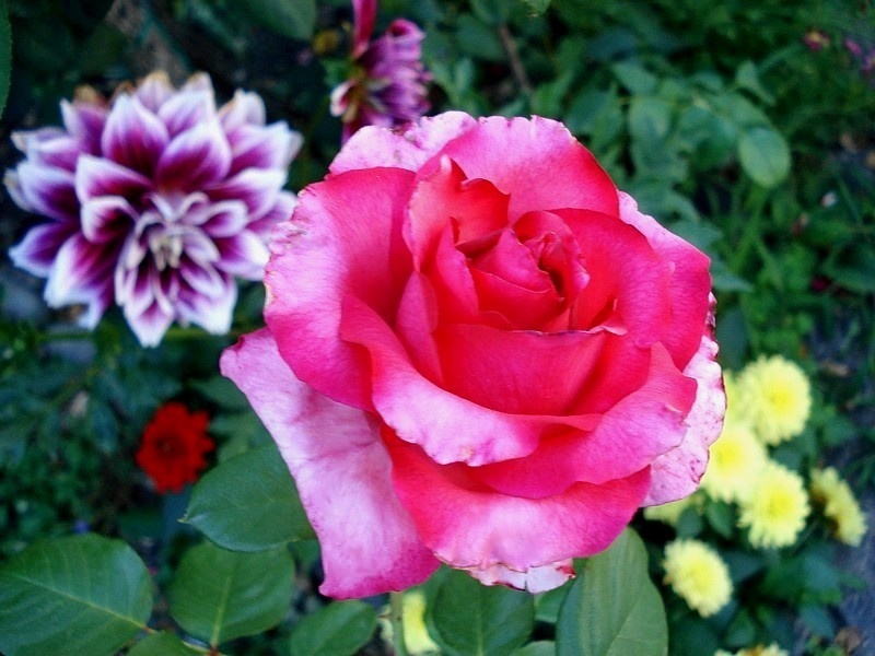 'Sentimental (hybrid tea, Olesen 1983)' rose photo