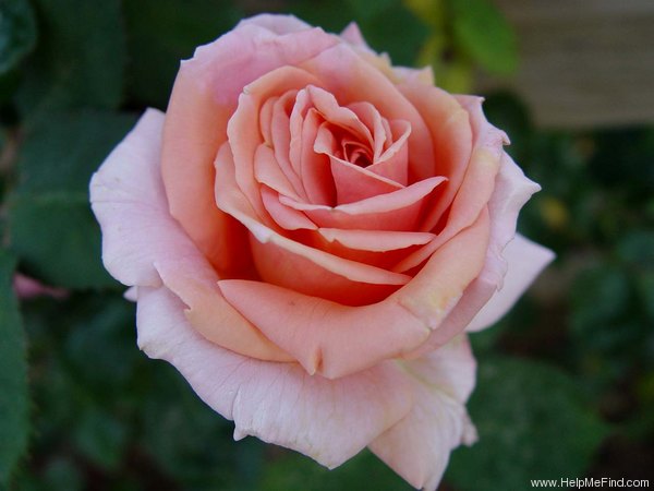 'Worthwhile' rose photo