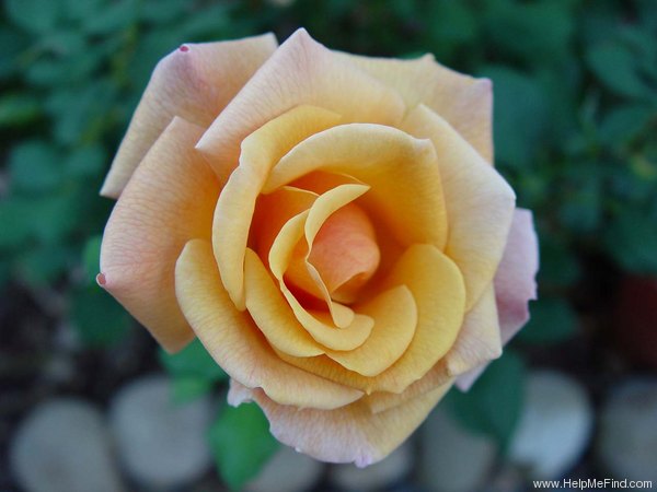 'Princess Royal (hybrid tea, Dickson 1992)' rose photo