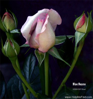 'Blue Bayou' rose photo