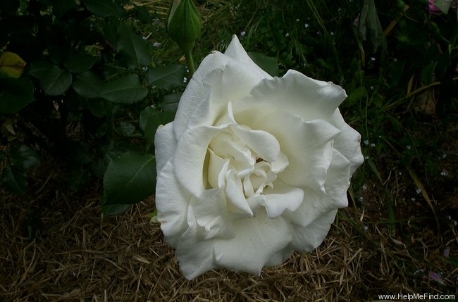 'Virgo' rose photo