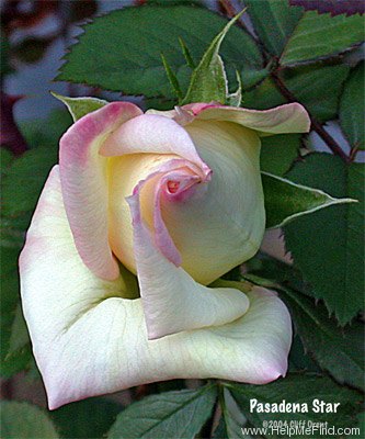 'Pasadena Star' rose photo