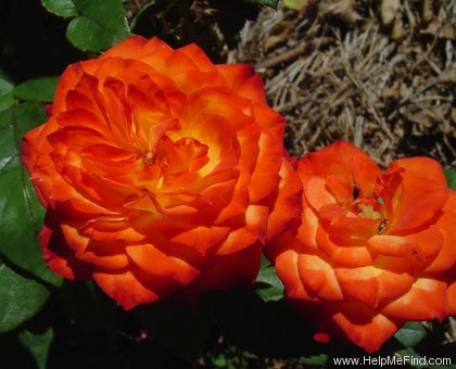 'Charisma (floribunda, Jelly 1968)' rose, click to enlarge 'Charisma (floribunda, Jelly 1968)' rose photo