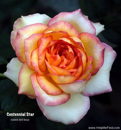 'Centennial Star' rose photo
