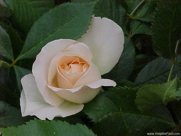 'Sans Souci ® (floribunda, Barni, 1995)' rose photo