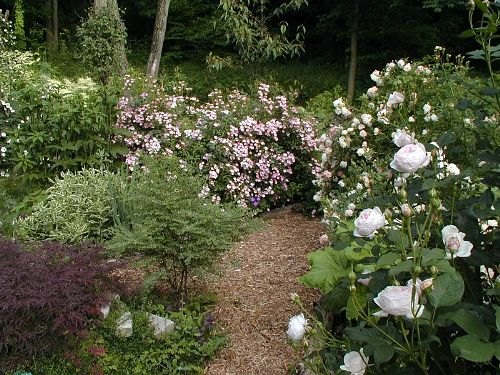 'A Woodland Rose Garden'  photo