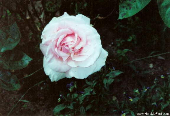 'Great Century' rose photo