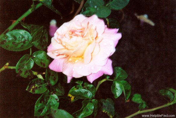 'Paul Shirville' rose photo