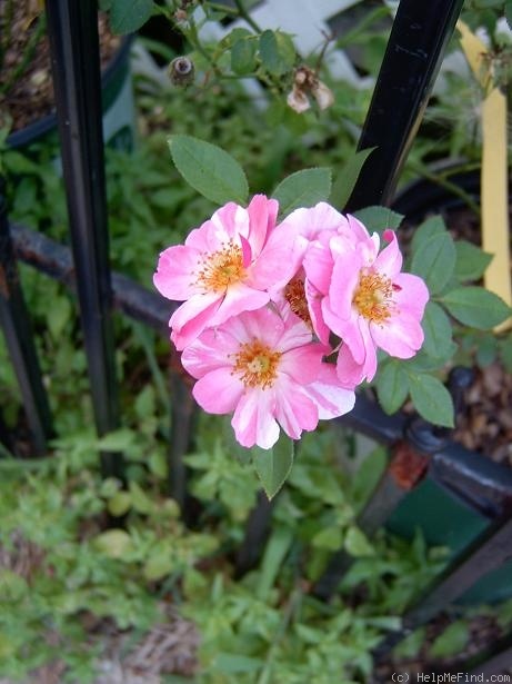 'GIL-07-01' rose photo