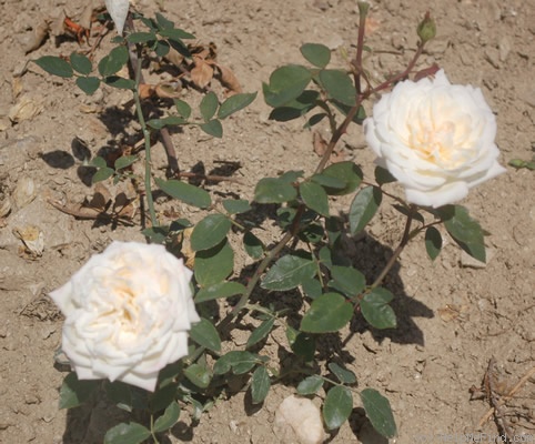 'Edmond Deshayes' rose photo