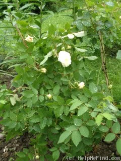 'Tommy' rose photo