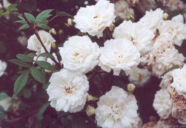 'Arvensis rosea flore pleno' rose photo