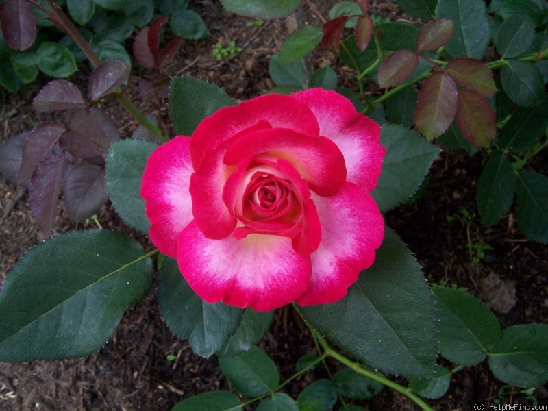 'Paul Jerabek' rose photo