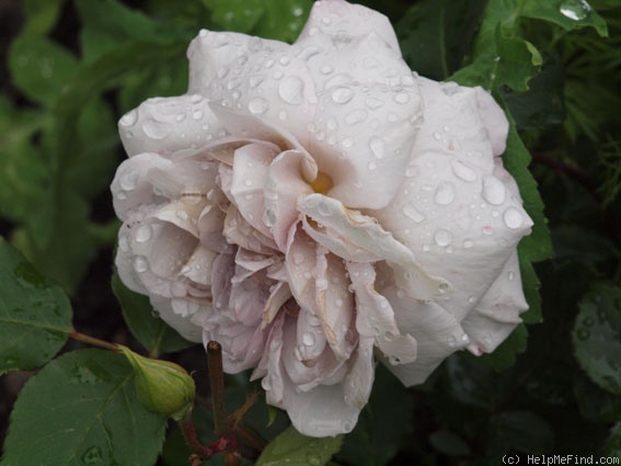 'Grey Dawn' rose photo