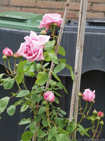 'Madame Caroline Testout, Cl.' rose photo