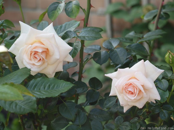'Penny Lane (climber, Harkness, 1998)' rose photo