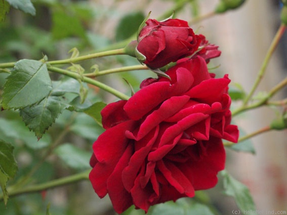 'Sympathie ®' rose photo